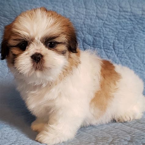 Puppies for sale in Michigan will vary in prices due to a number of factors like breeder experience, breed, gender, coat color, and more. . Dogs for sale in michigan